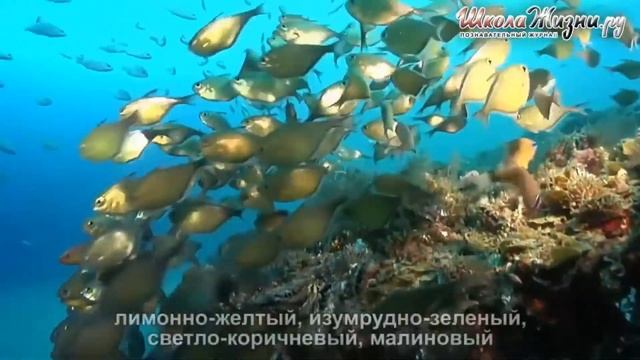 КОРАЛЛОВЫЕ РИФЫ смотреть онлайн