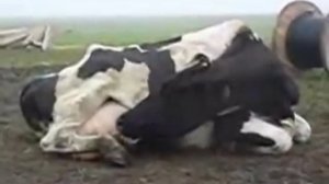 Корова пьёт своё молоко