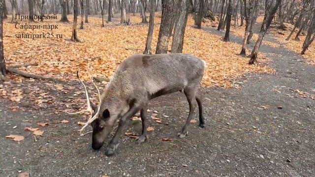 СЕВЕРНЫЙ ОЛЕНЬ В ПРИМОРСКОМ САФАРИ-ПАРКЕ 10 НОЯБРЯ 2017 Г. смотреть онлайн