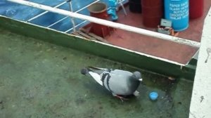 A pigeon boarded a ship in the ocean. Голубь сел на судно в океане.