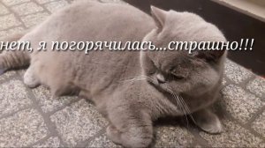 Кошачий триллер. Коты музея Кошки хотят попасть в неизведанный мир.