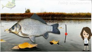 Как на что и где ловить карася поздней осенью? Где искать карася в октябре ноябре?