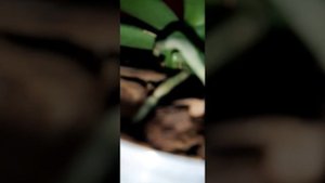 10).Орхидея фаленопсис Амадеус (часть 2)