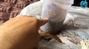 Самый крупный ПАУК ВОЛК. ЮЖНОРУССКИЙ ТАРАНТУЛ содержание, кормление, пересадка.