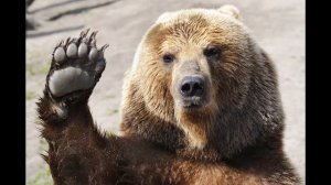 Почему медведь сосет лапу?