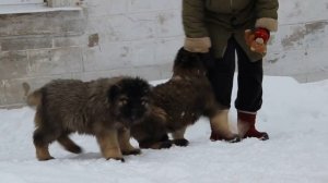 щенки  кавказская овчарка
