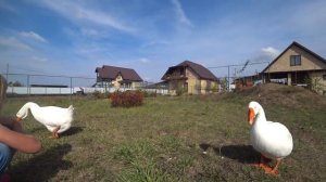 Гусыни ревнуют гусака Гошу к Маше