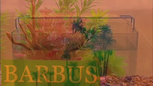 LED 038, 039, 040, 041, 042. смотреть онлайн