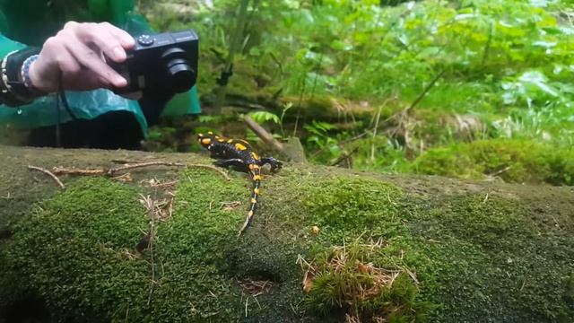 Огненная саламандра смотреть онлайн