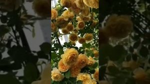 Роза Голден Селебрейшн,Rosa Golden Celebration(шраб)Остин,Великобритания,1992год.
