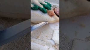 Форель из Карелии и Мурманска.