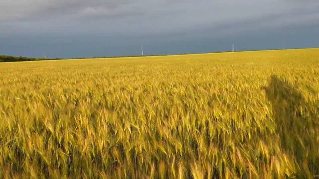 Канадский ячмень двуручка Eldon в колосе.3 июня 2020 г. смотреть онлайн