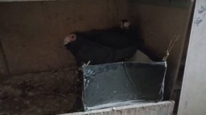 ?Почтовые драконы??
