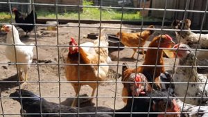 Реальная жизнь в деревне. 10.07.2022г. Брянская область Погарский район.