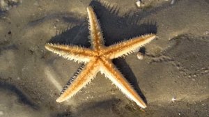 Морская звезда