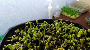 Мои ошибки при проращивании семян подсолнуха на микрозелень.