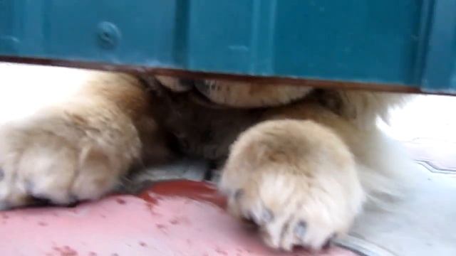 Знакомый купил собаку! Чау Чау. смотреть онлайн