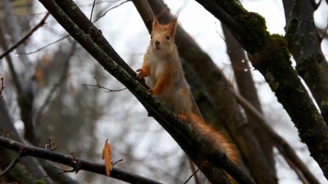 Как я белку снимал!) смотреть онлайн