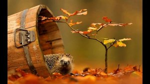 7 Интересных фактов об ???осени.