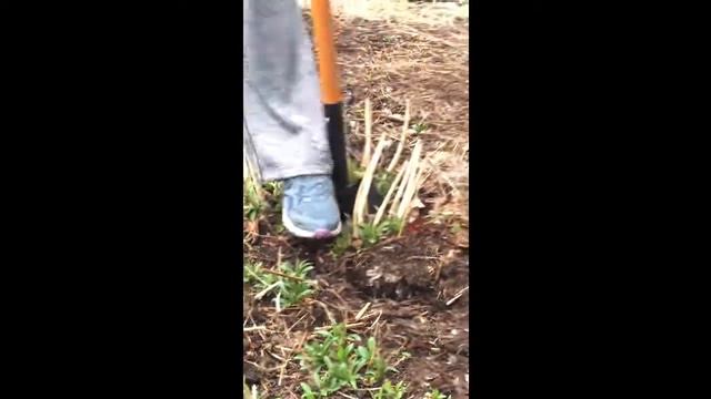 February Gardening: Dividing and Transplanting Phlox Paniculata смотреть онлайн