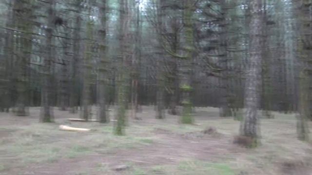 Лес Ла Эсперанса, экскурсия в национальный парк Тейде, Тенерифе - 14.01.2016 смотреть онлайн