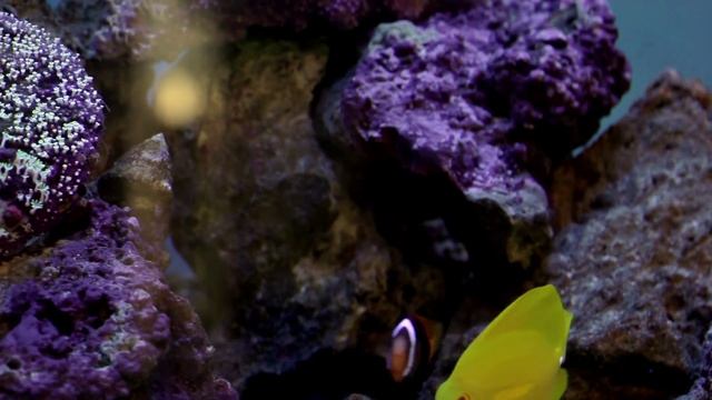 OptiWhite Marine by Aquaworld Aquariums смотреть онлайн