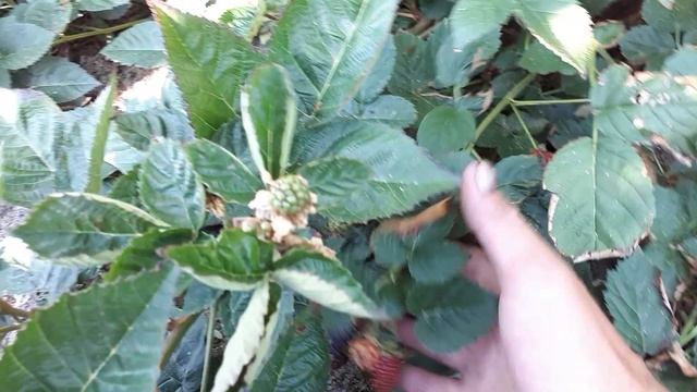 Плодоношение ежевики Блек Джем,  сигнальное плодоношение.
