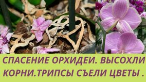 Сухие вялые корни у Орхидеи. Реанимация сухой корневой системы.Как избавиться от трипсов на орхидеи.