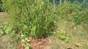 Пересортица купленных персиков и нектаринов.