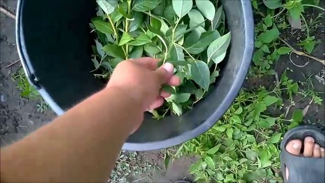 Зелёное черенкование голубики