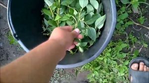 Зелёное черенкование голубики