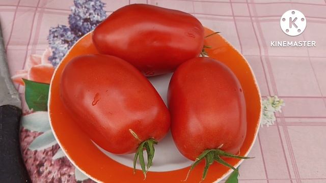 Сибирь. Обзор и дегустация томата Аленка Минусинская. смотреть онлайн