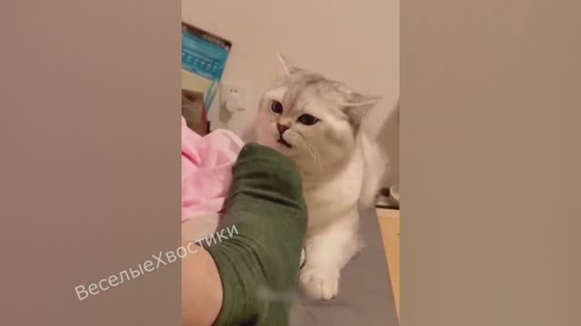 СМЕШНЫЕ ЖИВОТНЫЕ 2023 ЛУЧШИЕ ПРИКОЛЫ С КОТАМИ И CОБАКАМИ смотреть онлайн