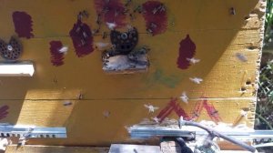 Обработка Пчел Шавельной Кислотой➳Эффективное средство от Клещей