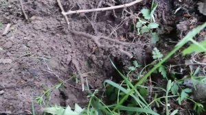 Коп в деревне с Ака сорекс про.