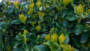 БЕРЕСКЛЕТ ЯПОНСКИЙ И АУКУБА В МОЕМ САДУ!5 АПЛЕЛЯ 2022 ГОДА!!!?☘???