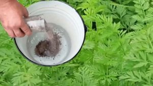 Первая подкормка моркови после всходов