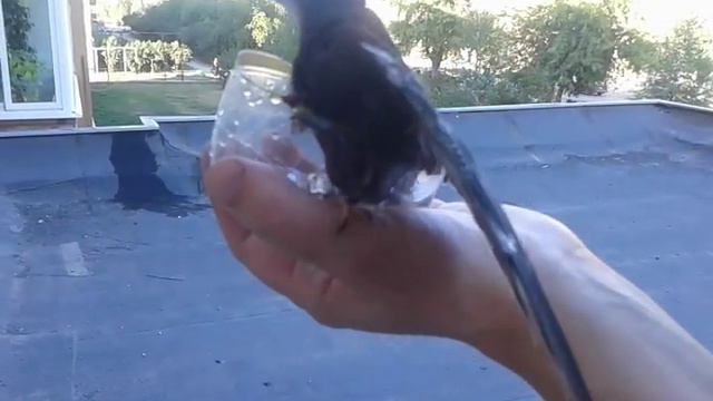 Спасение стрижа смотреть онлайн