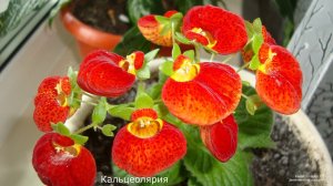 ФОТО КОМНАТНЫХ РАСТЕНИЙ С НАЗВАНИЯМИ