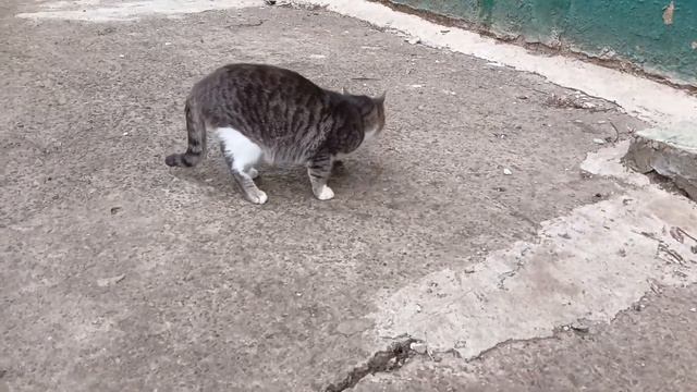 Помогая бездомным котятам #cats #животные #котенок #помощьживотным #котята #коты #доброта #малыши