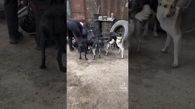 Спасение и помощь бездомным животным.