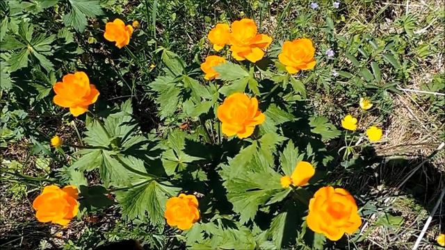 ВАЛЬС ПОЛЕВЫХ ЦВЕТОВ автор и исполнитель Виктор Давидзон смотреть онлайн