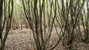 Настоящие джунгли из ирги (тонкости агротехники)