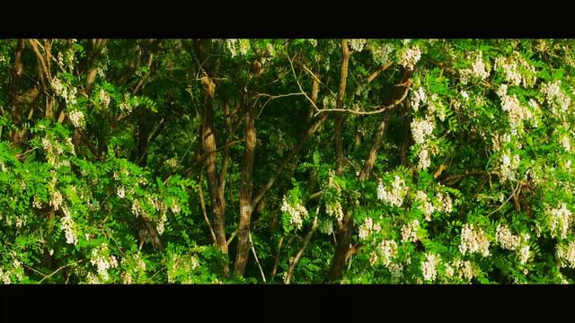 Acacia explosion, abeilles ou drone ? смотреть онлайн