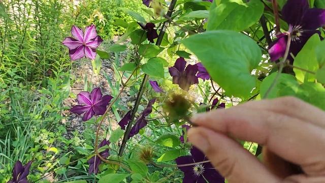 25.07.22 мой сад. собираю семена.сею семена клематисов.Тюмень