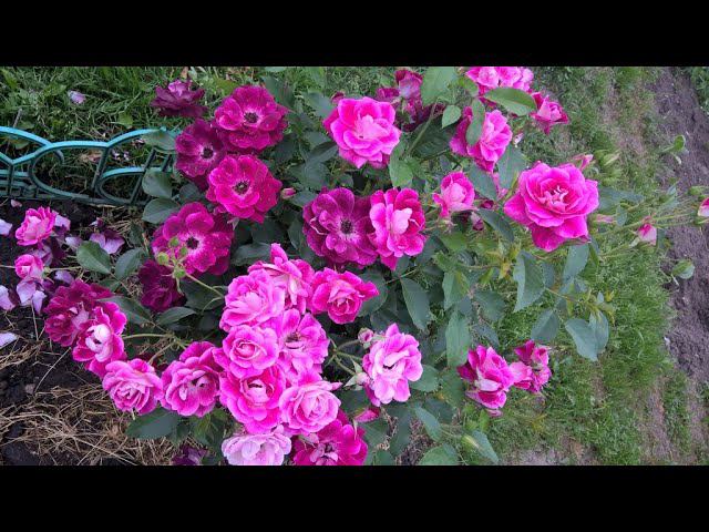 Роза Бургунди Айс/Burgundy Ice ( Burgundy Iceberg)Edgar Norman Swane США, 1998 смотреть онлайн