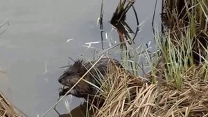 Как выглядит водяная крыса ОНДАТРА.Muskrat 2015
