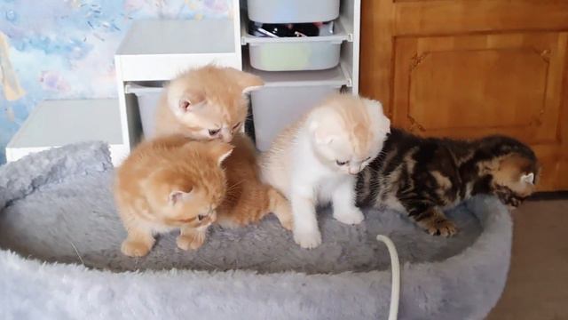 Шотландские котята и мама