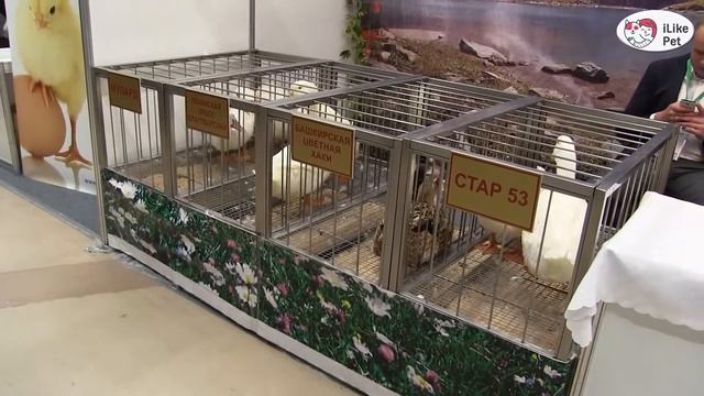 Порода гусей МУЛАРД Агропромышленная выставка Золотая осень 2016 iLikePet смотреть онлайн