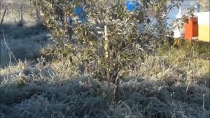 Поместье Булат, Поселение Родовых поместий "Росы", Беларусь, осень - 2014